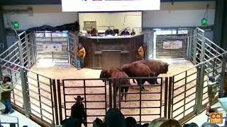National Bison Gold Trophy Show and Sale, NWSS, Denver, CO