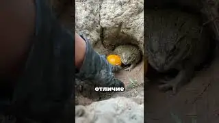 Самые опасные лягушки в мире 😯🌍🐸