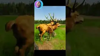 It's a Deer Rabbit Deer thing..