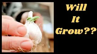 Sprouting Garlic: Early Spring Planting Experiment