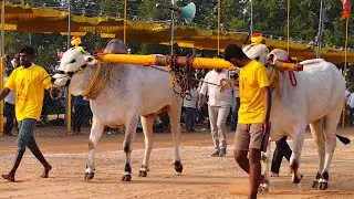 2025-నరసరావుపేట.2పళ్ళు.19వ జత.యర్రం రాజశేఖర్ గారు యర్రం యశ్వంత్ గారు దొండపాడు గ్రామం పల్నాడు జిల్లా