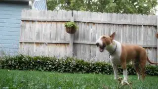 Sumo the Bull Terrier playing guard dog