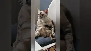 Кость широкая просто😁 #веселыекоты #cat #котики #прикольныекоты #catvideos #fatcat