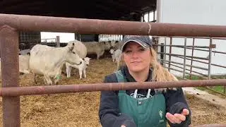 Pre-breeding vaccination considerations with Bovilis® Vista® 5 L5 SQ CFP from Merck Animal Health
