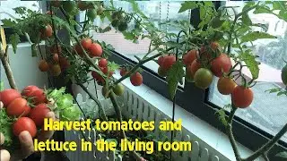 Ideas to grow tomatoes and lettuce in the living room -AU Garden Ideas (P10)