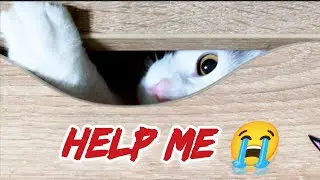 🧨funny antics cat @catTwist 😹 funny videos with cats 🐾