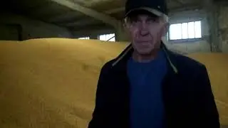 Гибриды кукурузы ASPRIA SEEDS на фоне лидеров рынка!