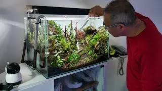 акваскейп с черными лавовыми камнями