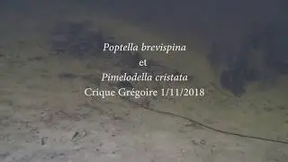Poptella brevispina et Pimelodella cristata