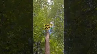 50 Meter Douglasie 17,5 VFM #forstwirtschaft #waldarbeit #chainsaw #wood #timber #tree #wald
