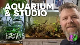 Aquarium & studio update (new fish) with new aquascapes on the cards.