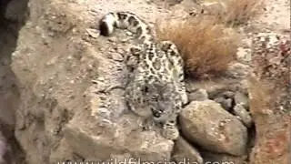 Himalayan Ounce - a highly threatened animal
