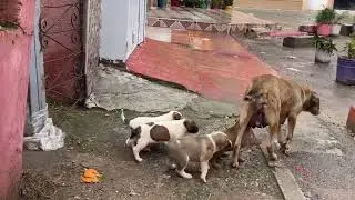24 janvier 2026: A Mother Dog Gives Birth to Four Cute Puppies