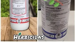 Uso do herbicida nas hortas de coentro.