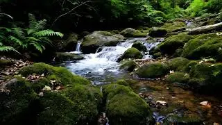 Peaceful Forest Stream Flowing Gently Over Mossy Rocks