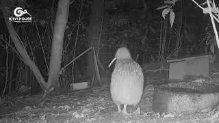 Kiwi Mating Call - When Kiwi Birds Flirt&hellip; It Gets Loud