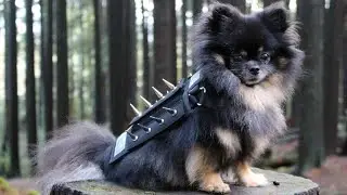 Dog Mythology: 7 Dog Deities in Ancient Times