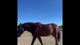 Practicing and learning basic dressage groundwork