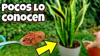 🌱 Toda PLANTA FLORECE y CRECE GRACIAS a este ABONO CASERO org&aacute;nico para huerto urbano y jard&iacute;n!