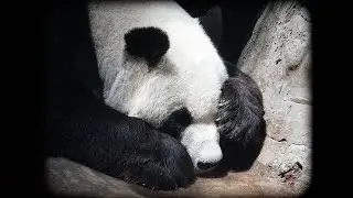 Giant panda Da Di |Drink water without moving