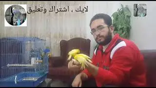 Feeding of Baby's Canary with hand by eggs