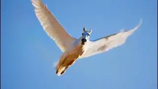 flying horse AI GENERATED AIARTWORK AIART VIDEO