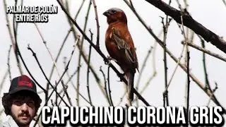Capuchino corona gris (Sporophila cinnamomea) Chestnut seedeater, Caboclinho de chap&eacute;u cinzento