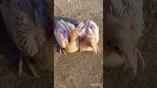 growth of pigeon baby after 15 days #beautiful #pigeon #shorts