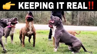 🔥🔥QBNK VISITS MBE | American Bully XL🔥🔥