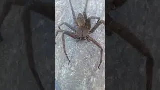 A dinner size plate spider