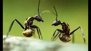 Ant Wars: How These Insects Rule the Earth...