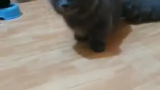 Pusat adopsi kucing ras Surabaya/kucing lucu/kucing imut