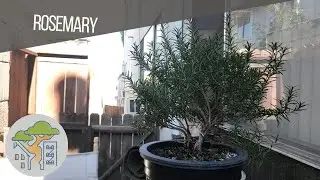 Rosemary Bonsai Styling - Dec 21