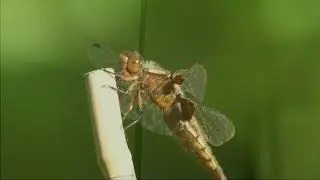 Libellules Rasquain