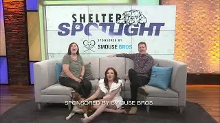 Sponsored Content: Shelter Spotlight 