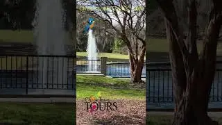 CTT BirdFountain #historytours #airbnb