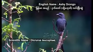 Ashy Drongo Bird in Myanmar (Burma)