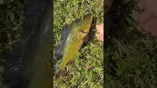 SUPER SECRET TECHNIQUE TO CATCH A PICKY PEACOCK BASS