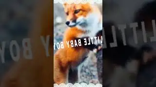 tell me guys what does the FOX SAYS?!