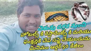 Direct Supply In Fish Pond To Customer | Gk Babu Btech Fish Farmer | Pangasius