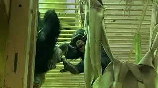 🐵コイコおばさんに足を噛まれるロジャー君💕😊(京都市動物園)