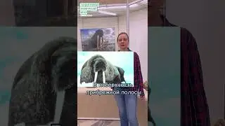#shorts  Кто крупнее моржа