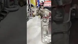 Moose strolls onto an Alaska fire department maintenance shop. #shorts #shortsvideo