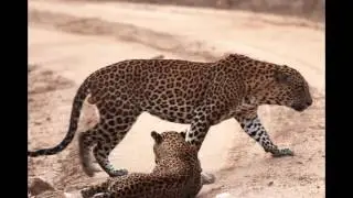 Three leopards together | Yala national park