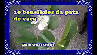 Pata de Vaca e Seus 10 Beneficios