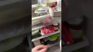 Gecko insect feeding attempt