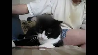 😺👉No strings attached ! Piccolina the Cat is the puppet master and I'm the puppet !👈🤣👍