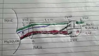 INTERNAL AUDITORY CANAL //4NERVE //PORUS//FUNDUS
