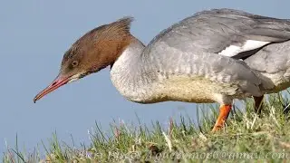 Smergo maggiore, suoni - Goosander, sounds (Mergus merganser)