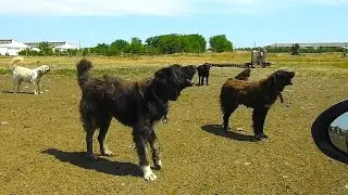NE  AU IESIT IN CALE CIOBANESTII PERICULOSI AI LUI CHIRA OVID. LA STANA LUI OVID.